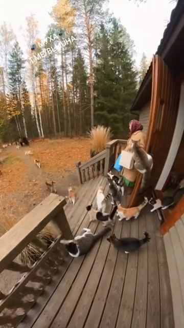 Бабушкины защитники😺