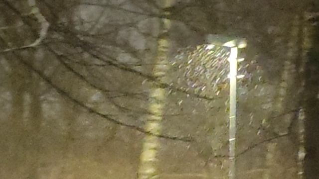 магический 🧝 снегопад ❄️ в ночь на 10 декабря от волшебника 🧙