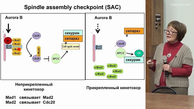 Кисурина О.П. - Клеточная биология - 14. Деление клетки