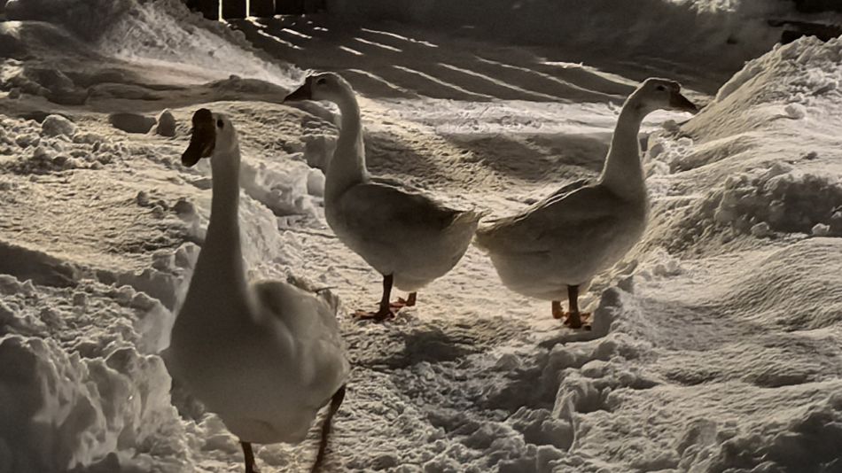 Гоги. Они же Гоши. Они же гуси...
