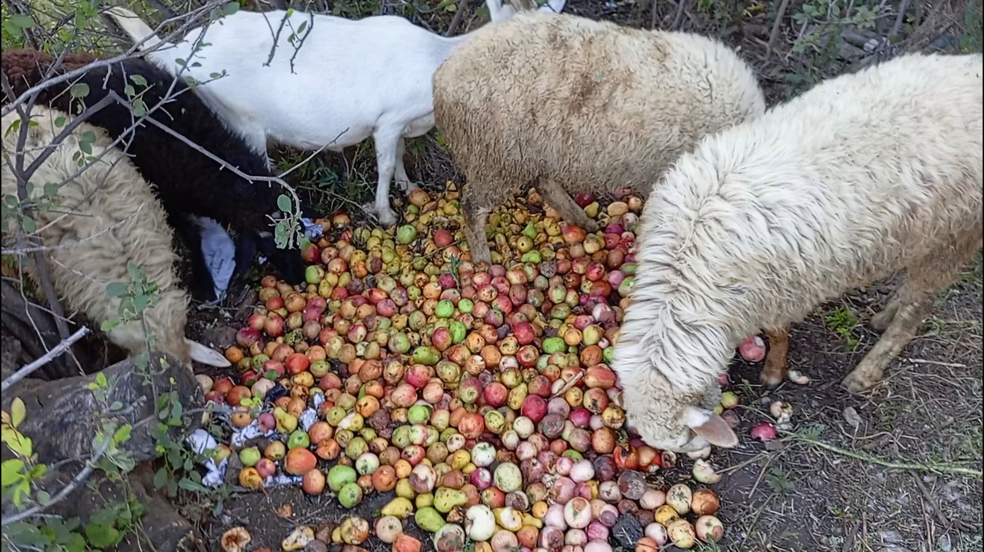ЕДЯТ МНОГО 🍏 ЯБЛОК И ГРУШИ 🍐 / БАРАНЫ И КОЗЫ ЕДЯТ