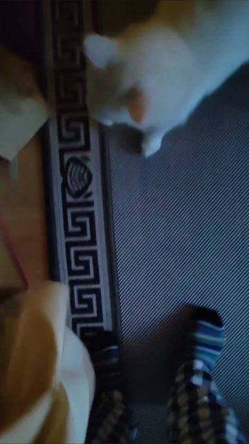 «Каспер & Мейсон: кошачий дуэт Бельских»
#КасперИМЕЙсон #МейнКуныБельских #КошачийДуэт #ПушистыеГига