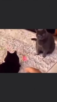 Я для тебя что, какая-то шутка?
#юмор #главныйгерой #тренды #смешно #viralvideo #filmstar #tiktokfu