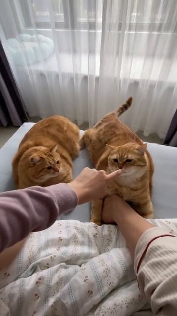 Рыжие тапки