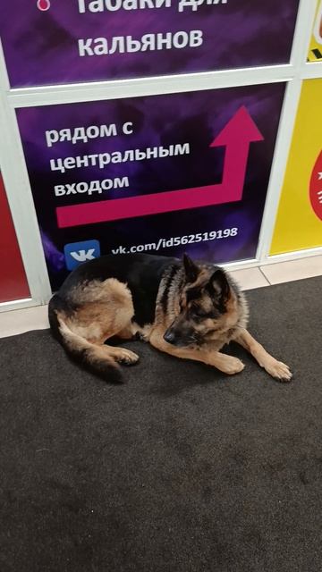 Умные собаки в Нижнем Тагиле 10 12 2025