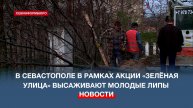 В Севастополе в рамках акции «Зелёная улица» высаживают молодые липы