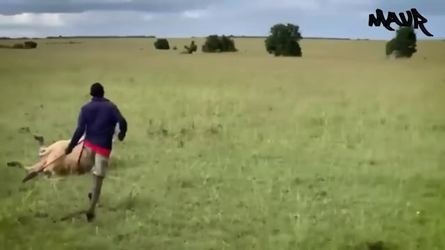 ДОМАШНИЕ животные против диких ХИЩНИКОВ!