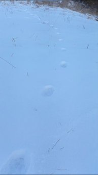 Зверя по следам любого...