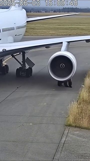 Медведь против Boeing 737