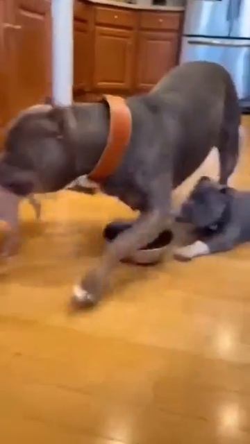 video_10149893313831.mp4