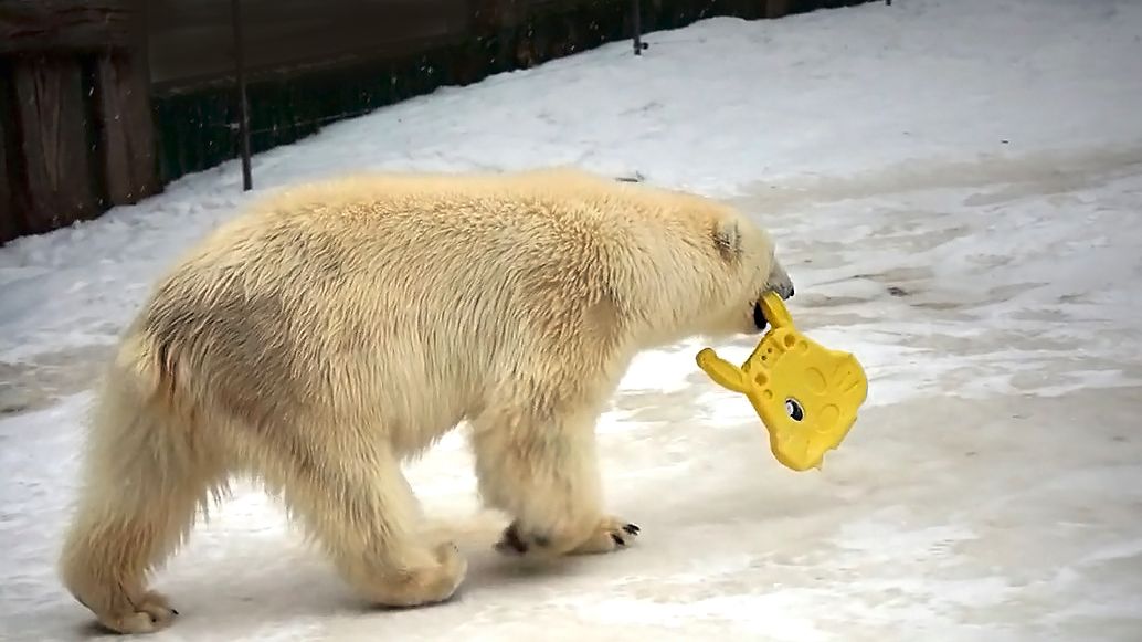 Медвежата Белка и Стрелка придумывают себе развлечения, пока воды в бассейне нет!