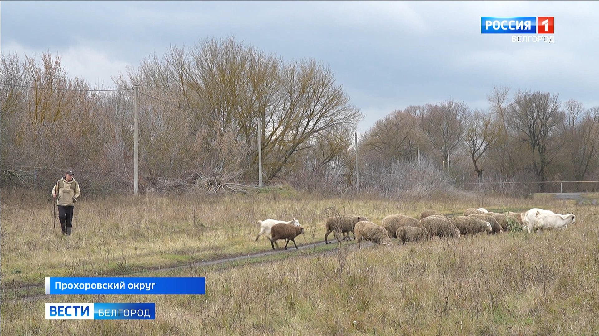 Многодетная семья Котовых из Прохоровского округа благодаря соцконтракту развивает ЛПХ
