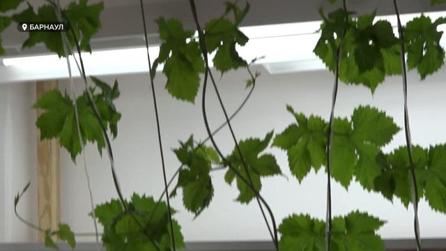 В АлтГУ разрабатывают технологию клонирования хмеля