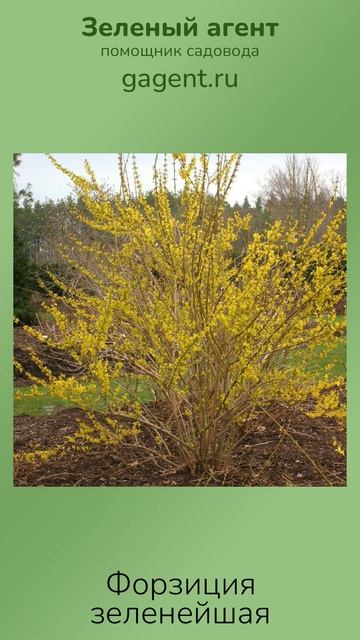 Форзиция зеленейшая - Зеленый Агент