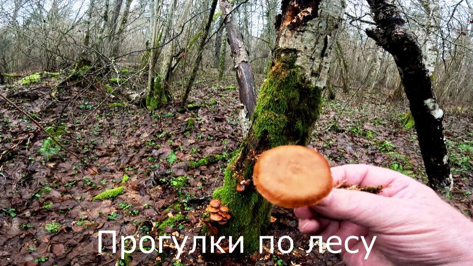 Прогулки по лесу. В такую зиму даже зимние опята расти не могут.