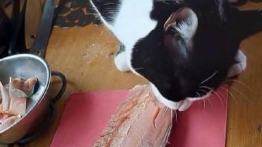 КОРМЛЕНИЕ ДОМАШНЕЙ ЖИВНОСТИ В НАЧАЛЕ ДЕКАБРЯ-2025