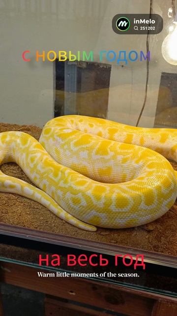 с новым годом