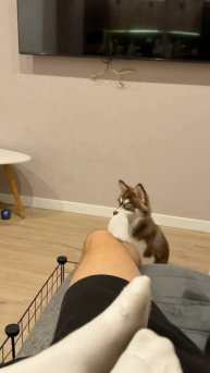 Самая безпалевная собака в мире😂
#морозовы #юмор #dog