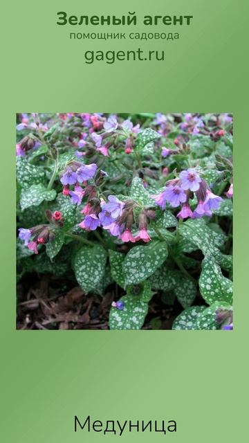 Медуница - Зеленый Агент