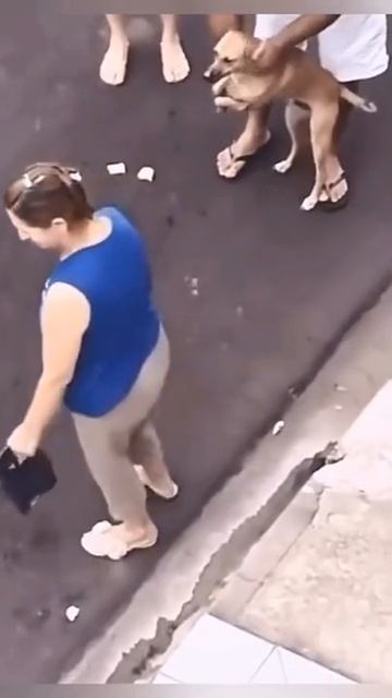 Лучшие друзья человека