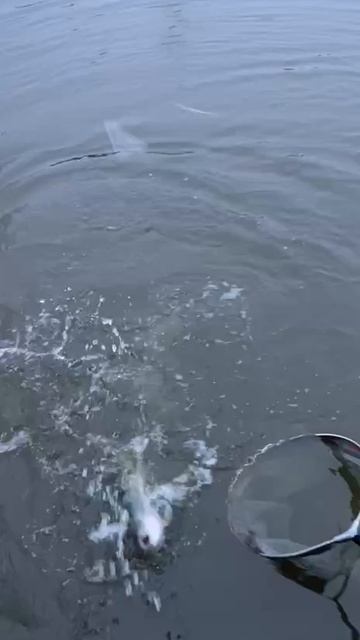 Основной водоём.