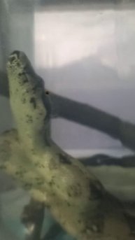 Буринг и Ноника...8 декабря 2025 г.