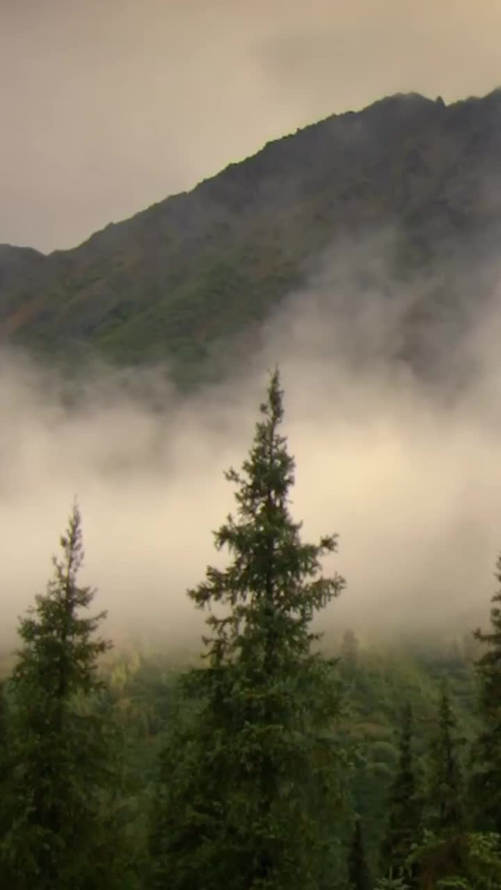 Видео без АП