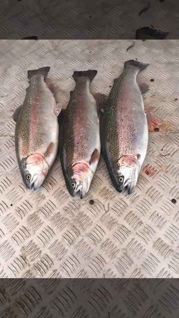 уловы рыбаков в Рыбин Гуде