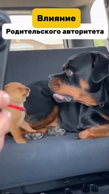 Влияние родительского авторитета!
