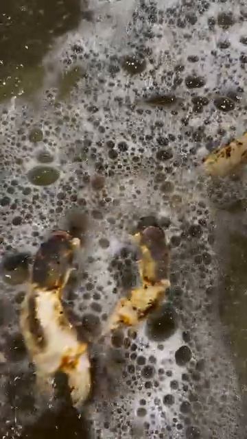 Гигантский живой камчатский краб прячется на дне водяного резервуара — впечатляющее зрелище.