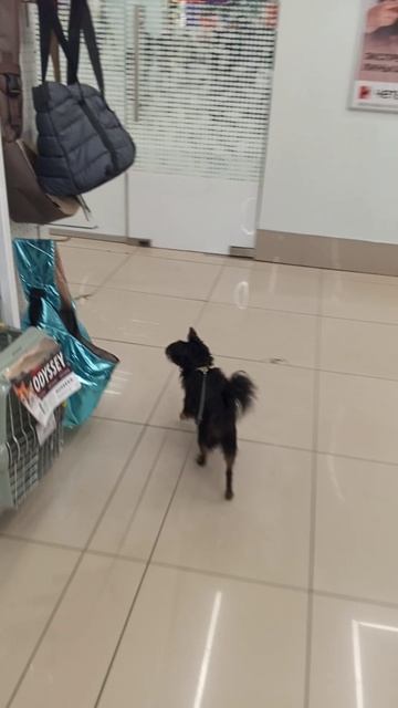 Ник пришёл в зоомагазин