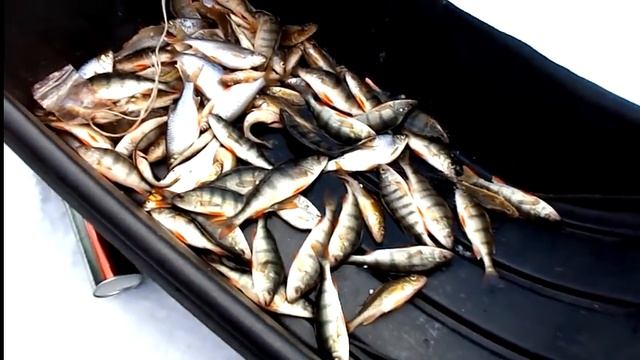 Лучшая Зимняя Рыбалка. Остались на ночь. Ловим Кучу Рыбы со всех лунок. Русская рыбалка в Сибири