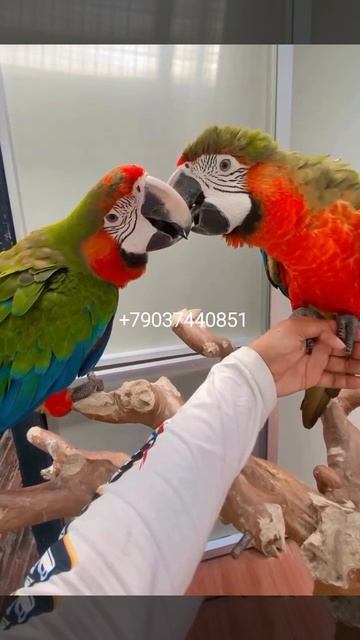 Гибрид ара Арлекин