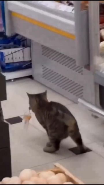 Котик стащил самую вкусную колбасу #shorts