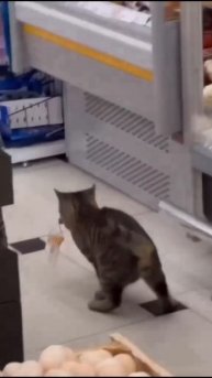 Котик стащил самую вкусную колбасу #shorts