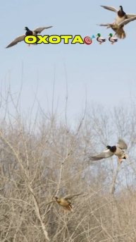 Охота на Уток 🦆🦆🎯
