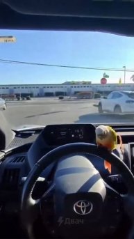 Когда твой попуг очень любит совместные поездки
#попугай #вдороге #пареньиволна #птичник #roadtrip