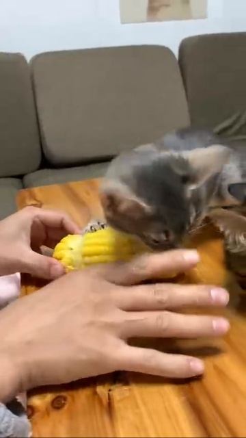 Любите ли вы 🫵 кукурузу так, как он 😼