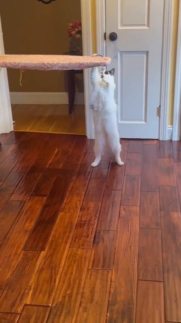 Котик на спортике