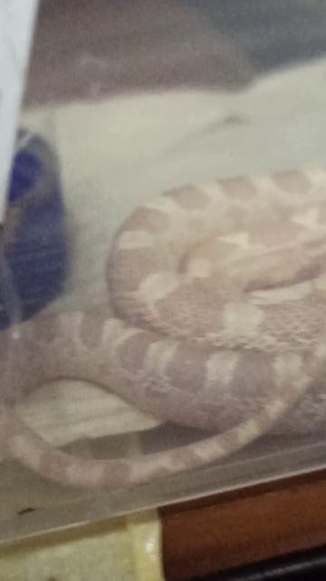 Милый рулончик! 6 декабря 2025 г.