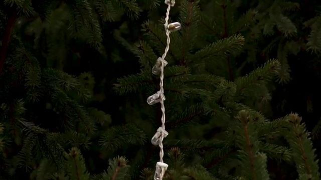 В Энгельсе установили главную новогоднюю ель