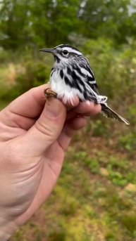 Многообразие красочных перьев птиц 🐦⬛
