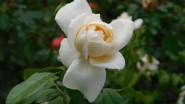 ВИДЕО ПВН ББ (678)