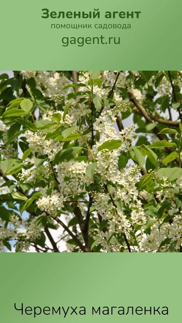 Черемуха магаленка - Зеленый Агент