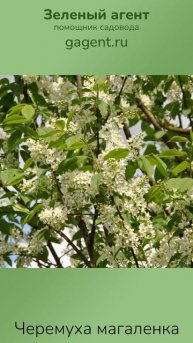 Черемуха магаленка - Зеленый Агент