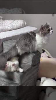 Хвост... побеждает