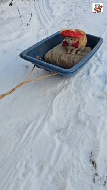A dog rides a kitten on a sled 🌞❤️🦮🛷🐈
