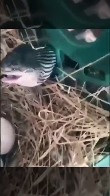 Ой!.. Что-то у меня с горлом..🤣