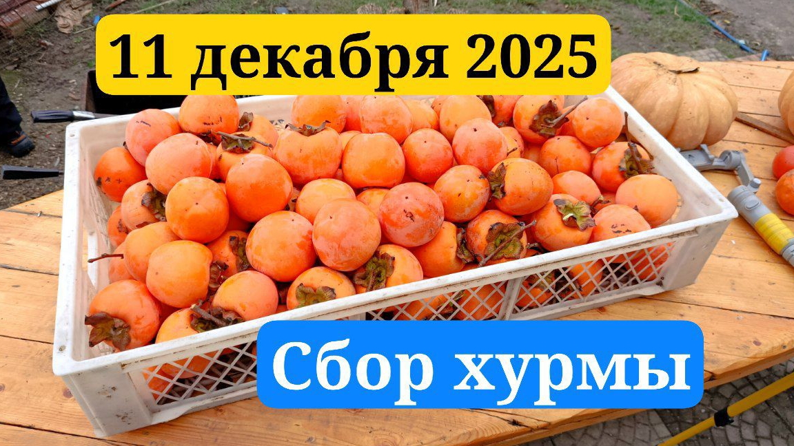 Сбор ХУРМЫ, в Приморско-Ахтарске 🔥😉.