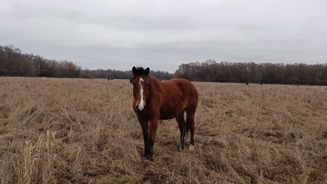 лошади в декабре. выпас зимний продолжается
